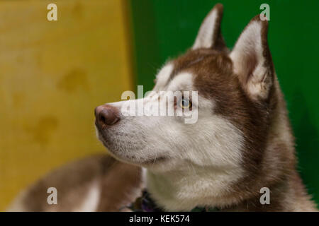 Londres, Royaume-Uni. 21 oct, 2017. Découvrez tous les chiens : excel, Londres, Royaume-Uni. 21 oct, 2017. crédit : Steve parkins/Alamy live news Banque D'Images