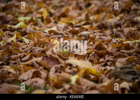 Windsor, Royaume-Uni. 21 octobre 2017. Feuilles d'automne dans Windsor Great Park. Crédit : Mark Kerrison/Alamy Live News Banque D'Images