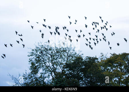 Windsor, Royaume-Uni.21st octobre 2017.Migration d'oiseaux dans le ciel au-dessus du pont de Windsor alors que Storm Brian traverse le Royaume-Uni.Crédit : Mark Kerrison/Alamy Live News Banque D'Images