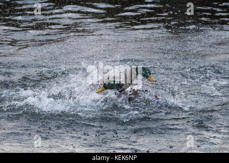 Windsor, Royaume-Uni. 21 octobre, 2017. Le Canard colvert mâle lutte dans la tamise que storm brian passe à travers le Royaume-Uni. crédit : mark kerrison/Alamy live news Banque D'Images