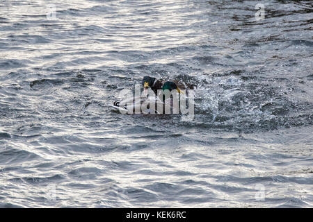 Windsor, Royaume-Uni. 21 octobre, 2017. Le Canard colvert mâle lutte dans la tamise que storm brian passe à travers le Royaume-Uni. crédit : mark kerrison/Alamy live news Banque D'Images