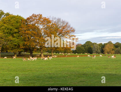 Richmond, Londres, Royaume-Uni. 22 oct. 2017 : une matinée ensoleillée et croustillante à Richmond suite aux vents violents associés à la tempête Brian qui a frappé la capitale ce week-end. Les cerfs se rassemblent à Richmond Park parmi les couleurs automnales des arbres. Crédit : Bradley Smith/Alamy Live News. Banque D'Images