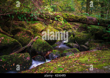 Becky falls en couleurs d'automne, Dartmoor National Park, Devon, UK Banque D'Images