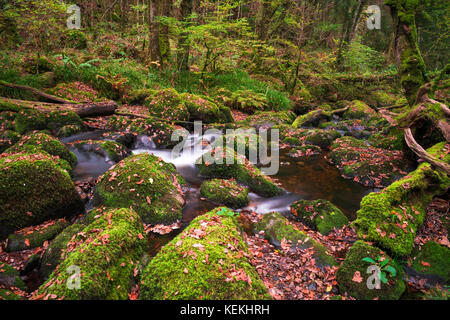 Becky falls en couleurs d'automne, Dartmoor National Park, Devon, UK Banque D'Images