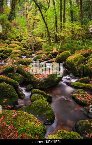 Becky falls en couleurs d'automne, Dartmoor National Park, Devon, UK Banque D'Images