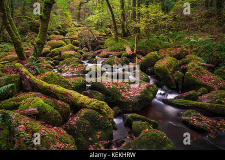 Becky falls en couleurs d'automne, Dartmoor National Park, Devon, UK Banque D'Images