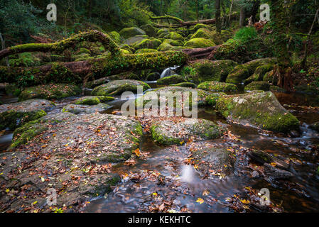 Becky falls en couleurs d'automne, Dartmoor National Park, Devon, UK Banque D'Images