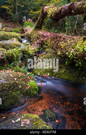 Becky falls en couleurs d'automne, Dartmoor National Park, Devon, UK Banque D'Images