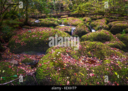 Becky falls en couleurs d'automne, Dartmoor National Park, Devon, UK Banque D'Images