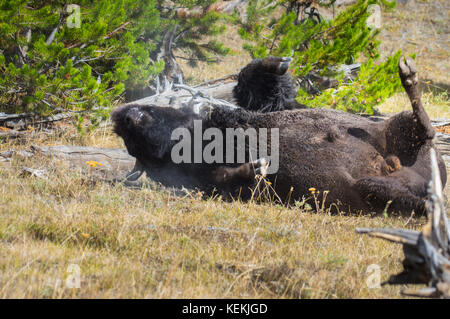 Gros plan d'un Bison d'Amérique roulant sur le sol. Banque D'Images