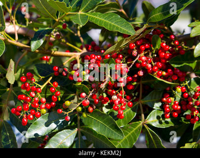 Fruit de Zanthoxylum piperitum mûre, poivre japonais, pricklyash , sansh, ou en automne rouge a trouvé dans les huiles piquante feuilles, racines de l'écorce. Banque D'Images