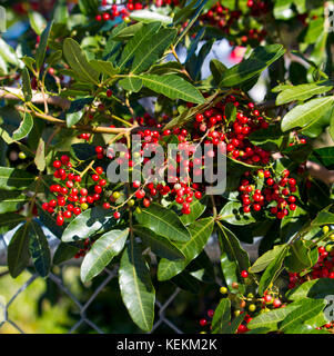 Fruit de Zanthoxylum piperitum mûre, poivre japonais, pricklyash , sansh, ou en automne rouge a trouvé dans les huiles piquante feuilles, racines de l'écorce. Banque D'Images