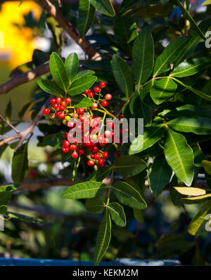 Fruit de Zanthoxylum piperitum mûre, poivre japonais, pricklyash , sansh, ou en automne rouge a trouvé dans les huiles piquante feuilles, racines de l'écorce. Banque D'Images