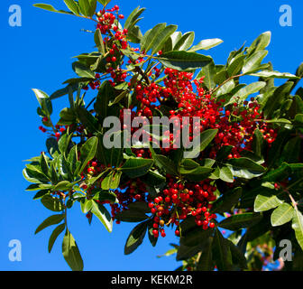 Fruit de Zanthoxylum piperitum mûre, poivre japonais, pricklyash , sansh, ou en automne rouge a trouvé dans les huiles piquante feuilles, racines de l'écorce. Banque D'Images