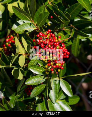 Fruit de Zanthoxylum piperitum mûre, poivre japonais, pricklyash , sansh, ou en automne rouge a trouvé dans les huiles piquante feuilles, racines de l'écorce. Banque D'Images