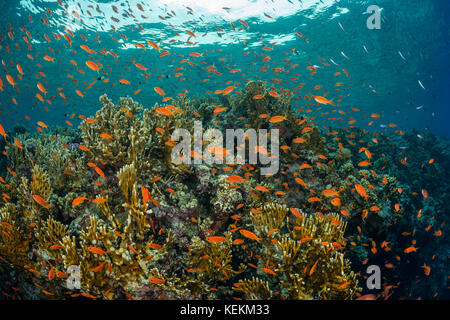 Lyretail Anthias sur Coral Reef, Pseudanthias squamipinnis, Marsa Alam, Red Sea, Egypt Banque D'Images