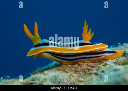 Chromodorid Pyjama, Chromodoris quadricolor, Marsa Alam, Red Sea, Egypt Banque D'Images