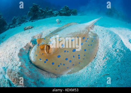 Ribbontail Bluespotted Taeniura lymma, Ray, Fury Shoal, Red Sea, Egypt Banque D'Images