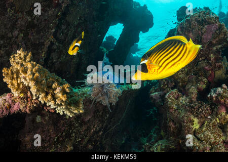 Le Raton laveur mange les méduses, papillons Chaetodon fasciatus, Fury Shoal, Red Sea, Egypt Banque D'Images