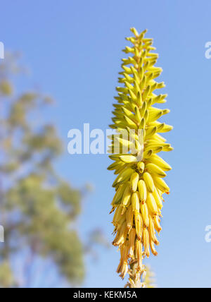 Tall yellow aloe vera fleurs spike contre fond de ciel bleu Banque D'Images