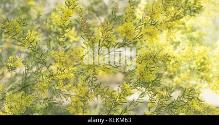 Natif d'Australie, Brisbane Acacia Acacia ou frangés, en pleine fleurs moelleuses jaune en hiver et au printemps pour un fond floral en forme de panorama Banque D'Images