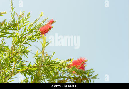 Fleurs sauvages de l'Australie rouge Callistemon bottlebrush fleurit en printemps contre un fond de ciel bleu clair sans nuages Banque D'Images
