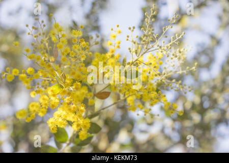 Matin en Australie Australian bush avec la lumière du soleil sur le jaune d'arbre en fleurs de mimosa Banque D'Images