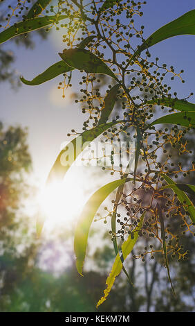 Les rayons du soleil brillant à travers les branches de mimosa en zigzag australienne de l'Acacia macradenia dans une silhouette au petit matin scène bush en hiver Banque D'Images