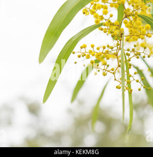 Printemps fleurs de mimosa d'Australie avec fond neutre pour copy space Banque D'Images