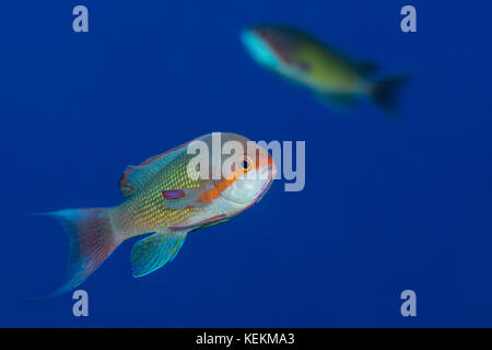 Lyretail Anthias, Pseudanthias squamipinnis, Marsa Alam, Red Sea, Egypt Banque D'Images