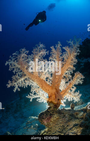 Doux de couleur corail, Dendronephthya klunzingeri, Marsa Alam, Red Sea, Egypt Banque D'Images