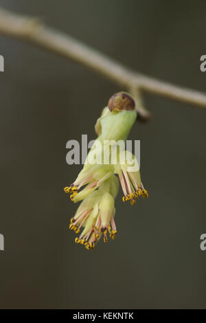 Corylopsis spicata Spike (Witch Hazel) Banque D'Images