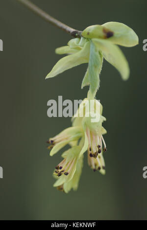 Corylopsis spicata Spike (Witch Hazel) Banque D'Images