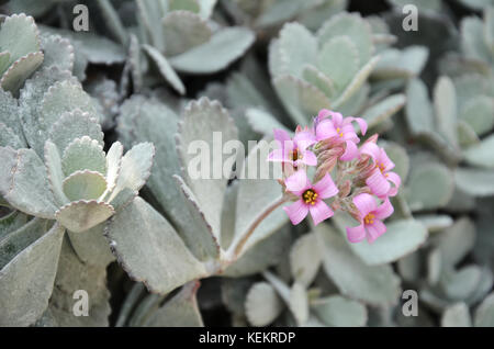 Cactus sont les plantes succulentes qui peuvent survivre de longues périodes sans eau Banque D'Images