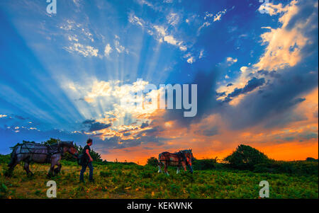 Dawn Horses. Les deux équipes utilisent de grands rouleaux métalliques pour écraser des fougères dans le Hastings Country Park. Banque D'Images