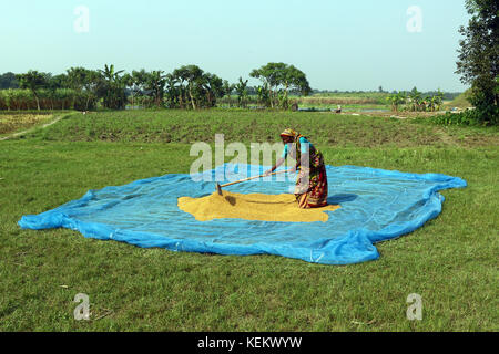 Une femme rurale travaillent pour rendre le riz du paddy en un village de Dhaka. Banque D'Images