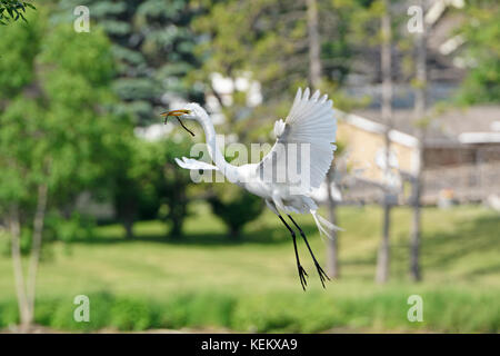 Egret entrant pour un atterrissage sur son nid sur le lac grotte de Fergus Falls, Minnesota Banque D'Images