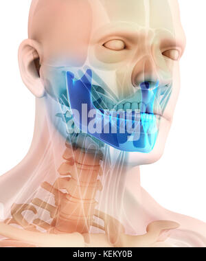 3D illustration de mandibule - Partie de squelette humain. Banque D'Images