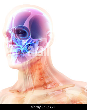Illustration 3D de l'anatomie du crâne - partie de squelette humain, concept médical. Banque D'Images