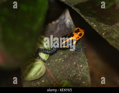 Imiter d'Amérique du Sud (grenouille poison imitateur Ranitomeya varadero ou jeberos, anciennement Dendrobates imitateur), originaire de l'Pérou. Banque D'Images