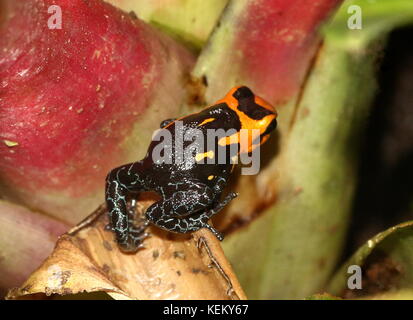 Imiter d'Amérique du Sud (grenouille poison imitateur Ranitomeya varadero ou jeberos, anciennement Dendrobates imitateur), originaire de l'Pérou. Banque D'Images