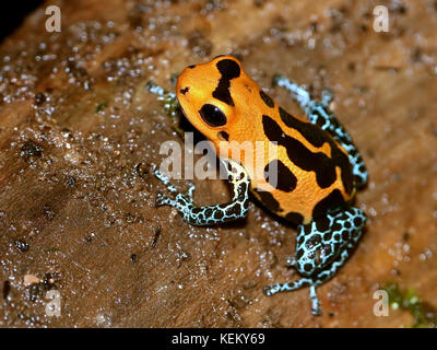 Imiter d'Amérique du Sud (grenouille poison imitateur Ranitomeya varadero ou jeberos, anciennement Dendrobates imitateur), originaire de l'Pérou. Banque D'Images