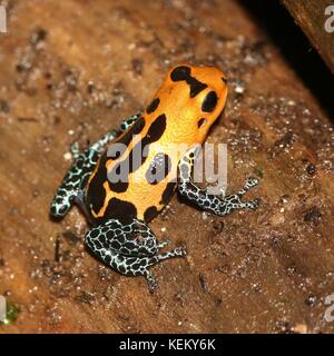 Imiter d'Amérique du Sud (grenouille poison imitateur Ranitomeya varadero ou jeberos, anciennement Dendrobates imitateur), originaire de l'Pérou. Banque D'Images