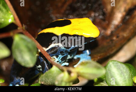 Grenouille de dart de teinture d'Amérique du Sud ou grenouille de poison de Tinc (Dendrobates tinctorius, Rana tinctoria), originaire du Guyana, du Suriname, du Brésil, de Guyane française Banque D'Images