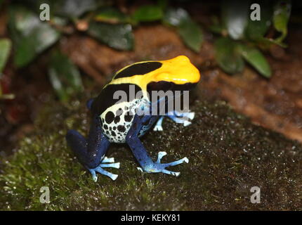 Grenouille de dart de teinture d'Amérique du Sud ou grenouille de poison de Tinc (Dendrobates tinctorius, Rana tinctoria), originaire du Guyana, du Suriname, du Brésil, de Guyane française Banque D'Images