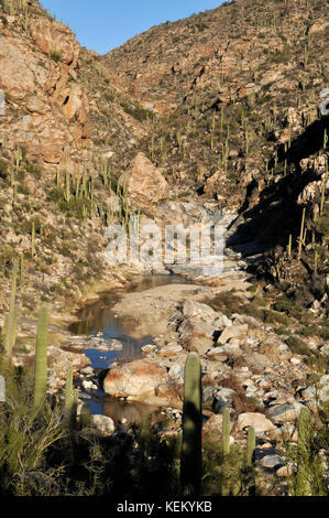 Saguaro cactus ligne les chutes inférieures de Tanque Verde Falls à Tanque Verde Creek à Redington Pass, Rincon Mountains, Sonoran Desert, Tucson, Arizona, Banque D'Images