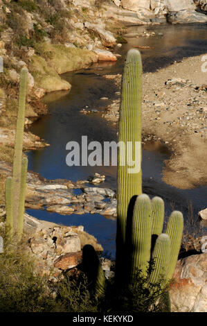 Saguaro cactus ligne les chutes inférieures de Tanque Verde Falls à Tanque Verde Creek à Redington Pass, Rincon Mountains, Sonoran Desert, Tucson, Arizona, Banque D'Images