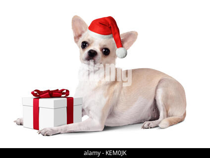 Chihuahua dog dressed santa hat with gift box, concept de Noël Banque D'Images