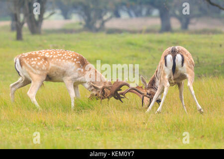 Deux grands cerfs, daims dama dama, des combats durant la saison des amours sur une prairie naturelle verte. Banque D'Images