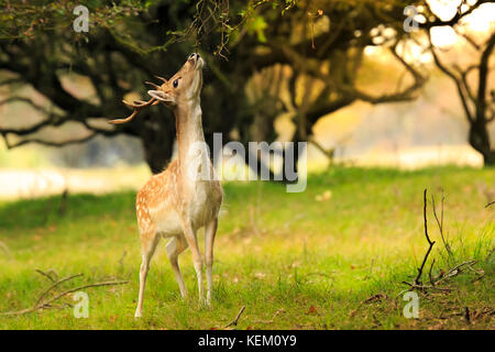 Fier daims mâles stag, dama dama, avec de grands bois à la recherche de feuilles et baies dans une forêt vert foncé pendant la saison d'automne le lever du soleil. Banque D'Images